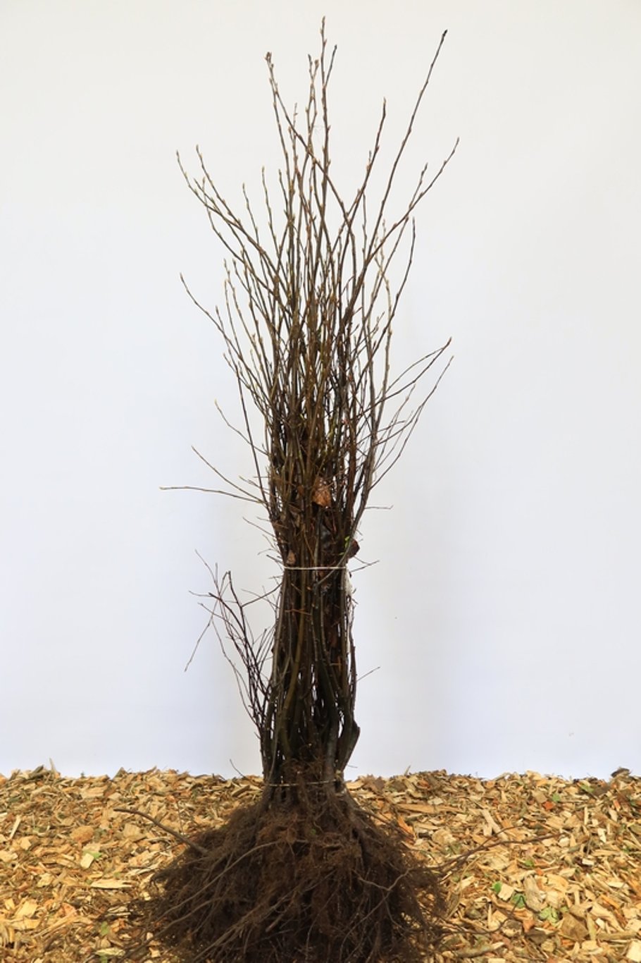 Amelanchier lamarckii - 80-100 CM bare root 1/2 1-2 branche